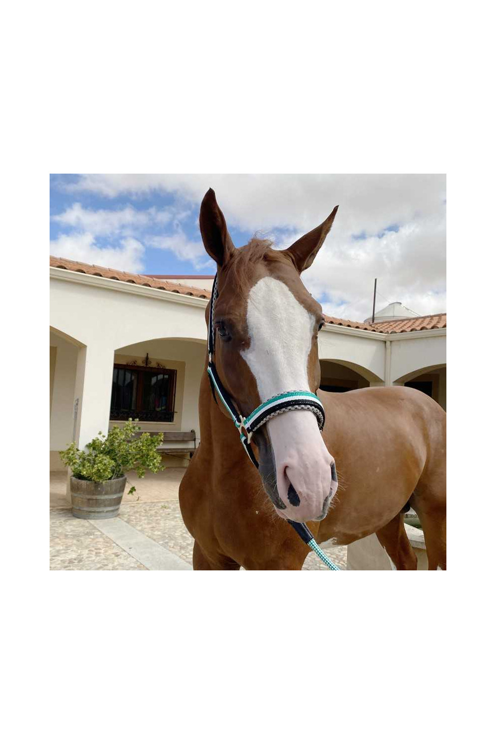 CABEZADA MARJOMAN DE NYLON DOBLE CON REFUERZOS DE CUERO