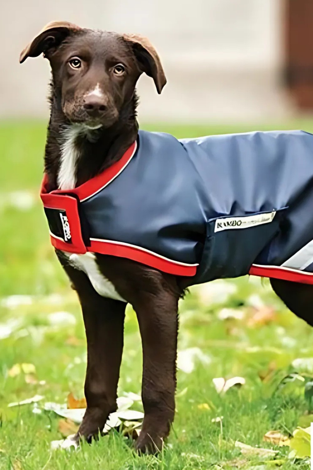 Manta rambo para perros impermeable con forro