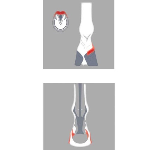 Herradura aluminio ACR 400 (unidad) 2