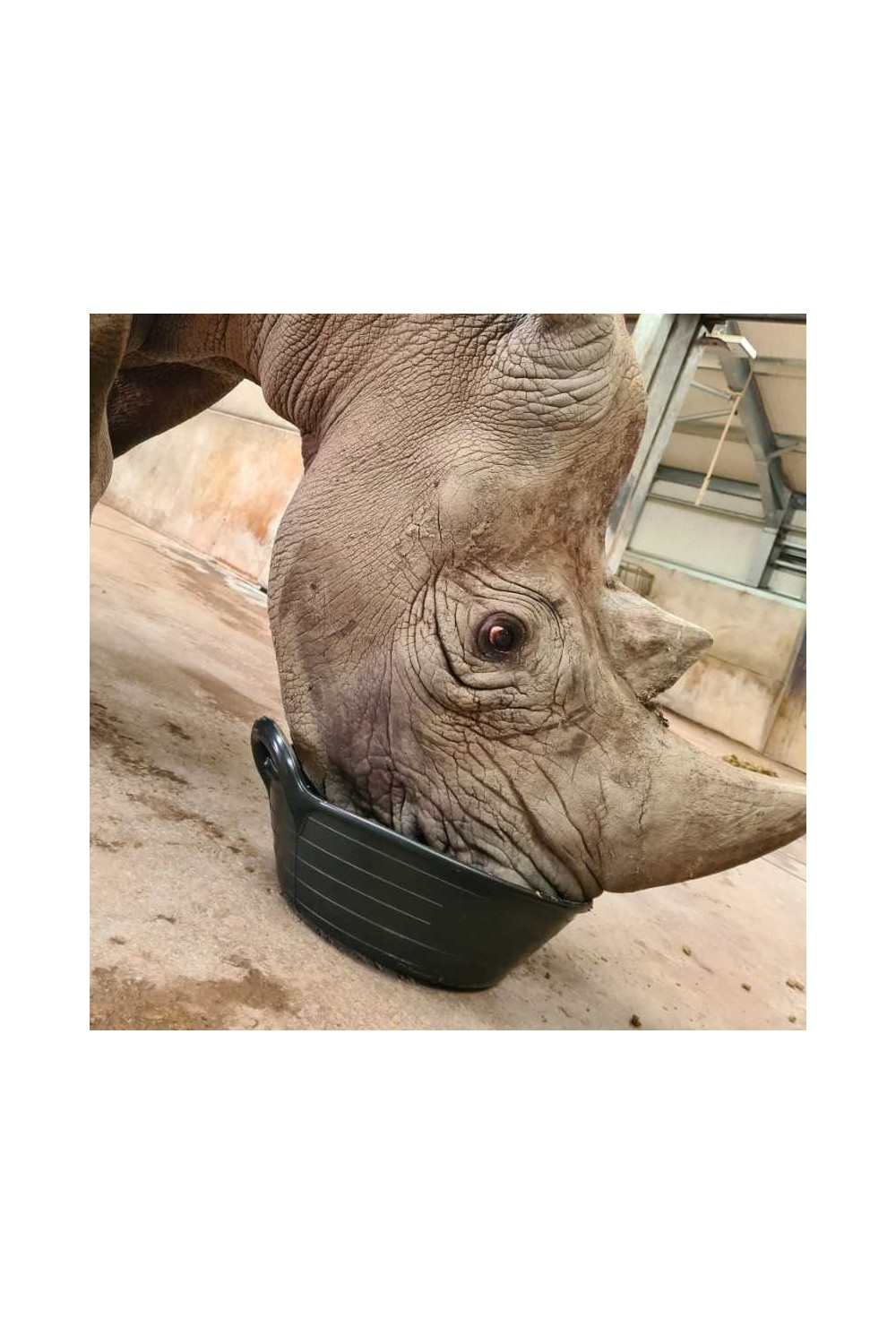 Espuerta Red Gorilla de 11 litros con dos asas