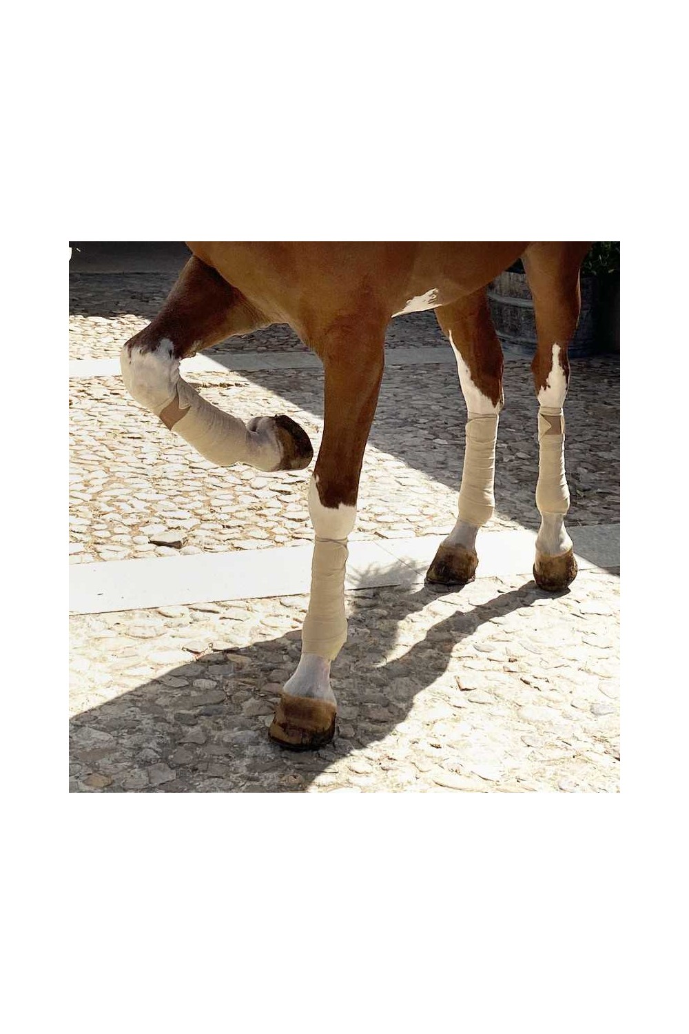 Vendas polares para caballo