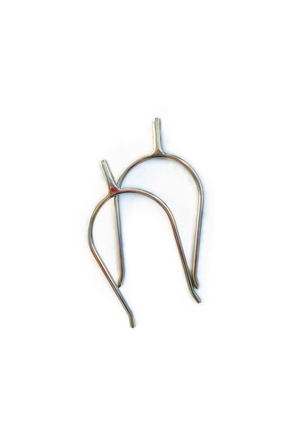 EspuelÃ­n portuguÃ©s gallo recto contacto