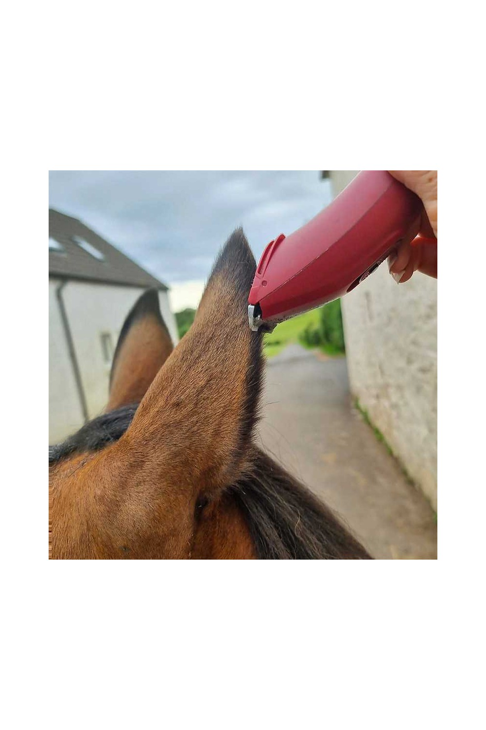 ESQUILADORA LIVERYMAN NOVA