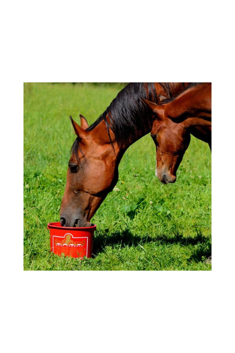 KEVIN BACON'S HOOF FORMULA