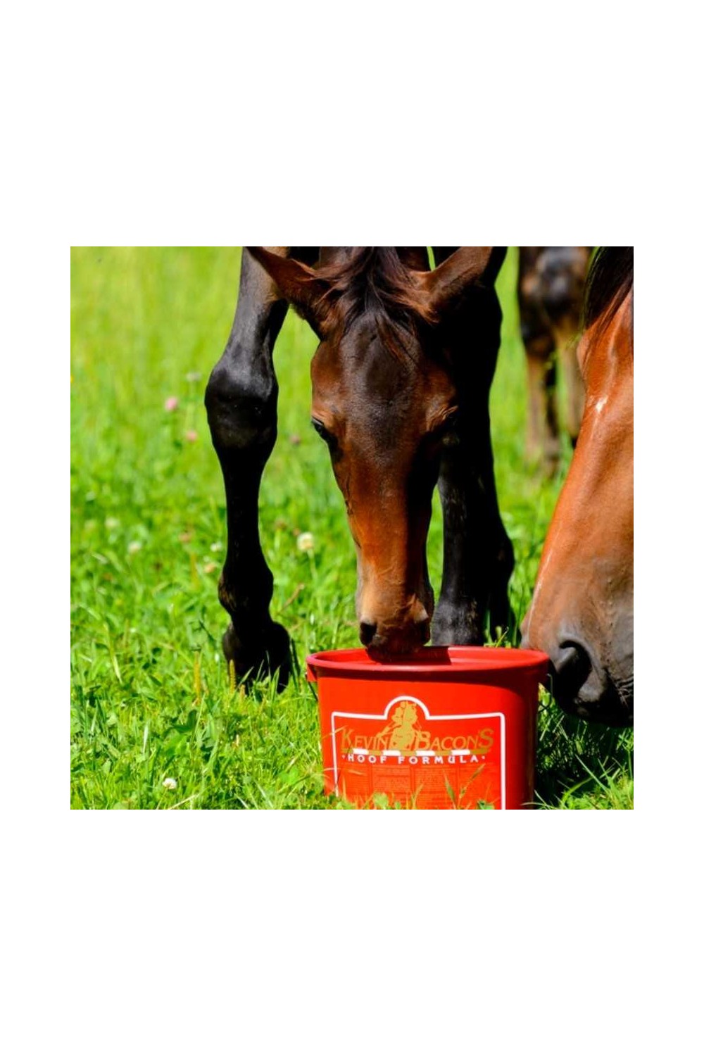 KEVIN BACON'S HOOF FORMULA