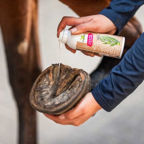 HIGIENIZADOR DE RANILLA (STRAHL-& HUFSPRAY) BENSE & EICKE 2