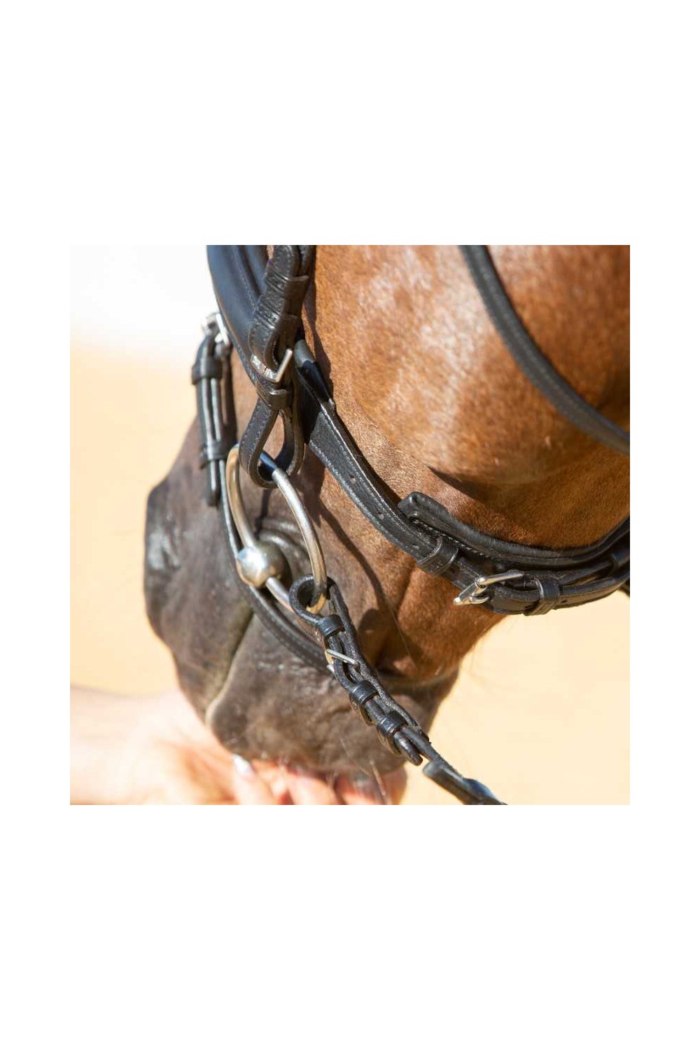 Cabezada para filete Kieffer Ultrasoft Economy II