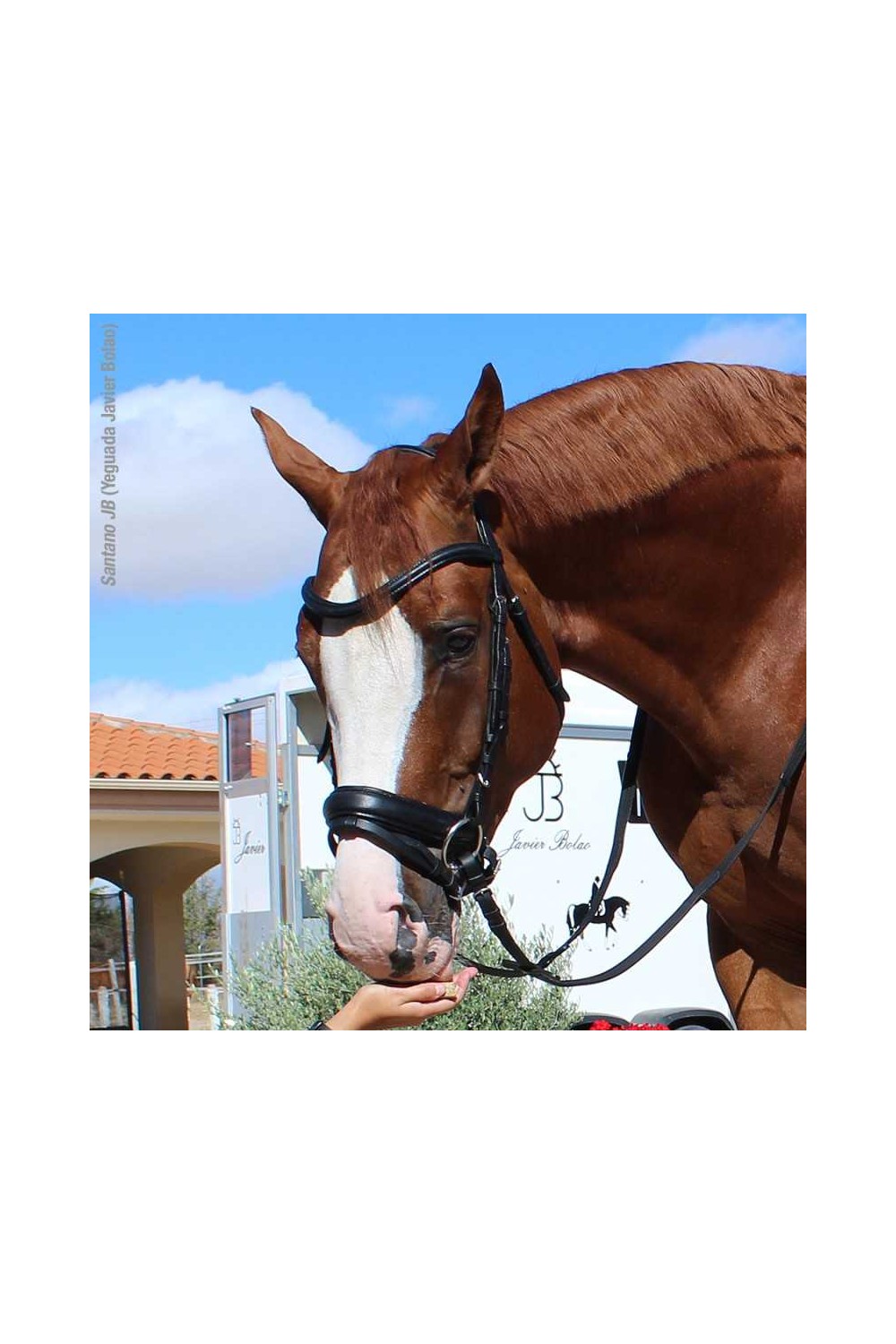 CABEZADA PARA FILETE ALOMADA MODELO OMEGA LINE