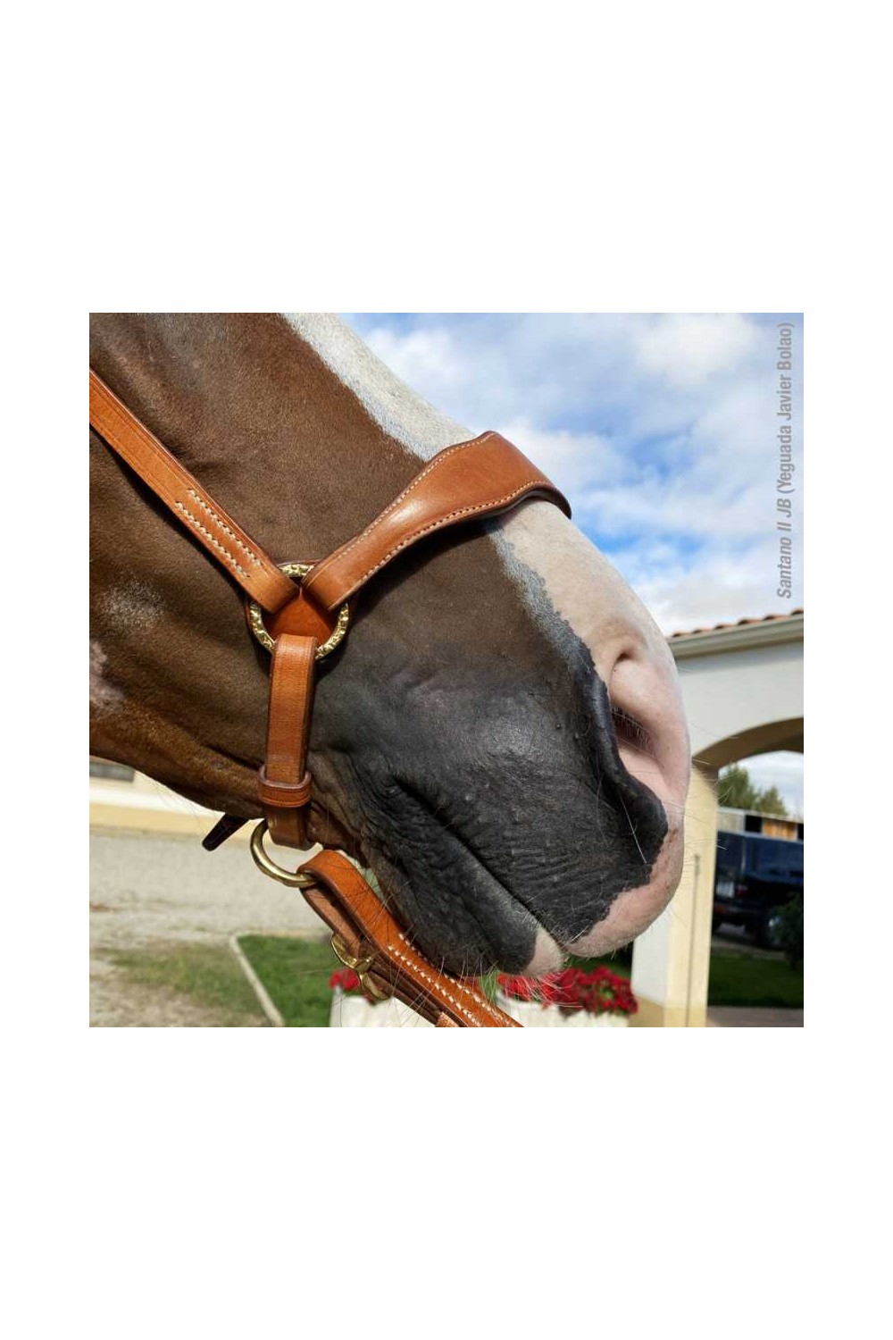 CABEZADA MARJOMAN MODELO PORTUGUÃ‰S DE PRESENTACIÃ“N