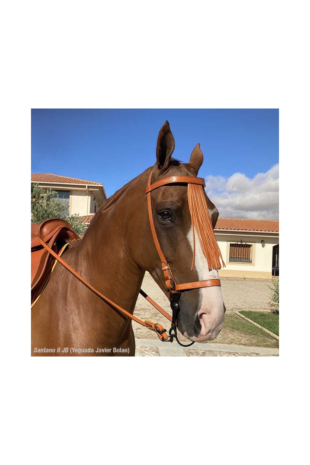 CABEZADA MARJOMAN ESPAÃ‘OLA CON RIENDAS COSIDA A MÃQUINA