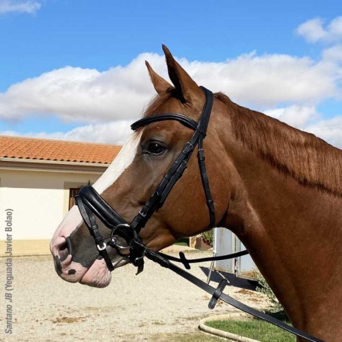 CABEZADA PARA FILETE ALOMADA MODELO OMEGA LINE