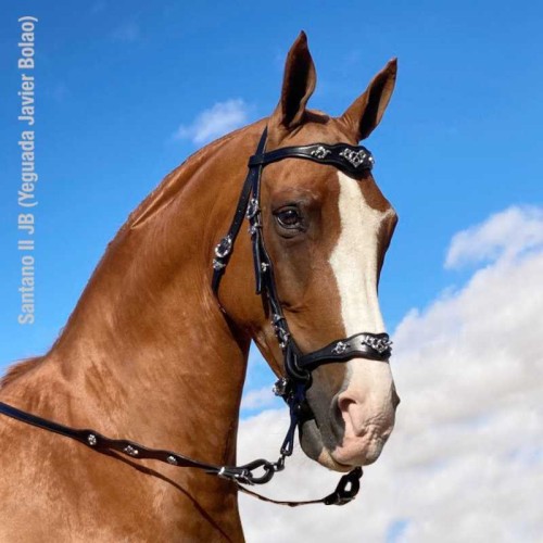 CABEZADA MARJOMAN MODELO PORTUGUÃ‰S DE CORTESIA UNA RIENDA