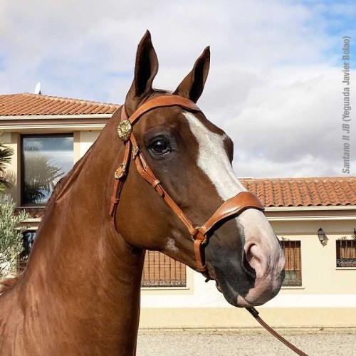 CABEZADA MARJOMAN MODELO PORTUGUÃ‰S DE PRESENTACIÃ“N