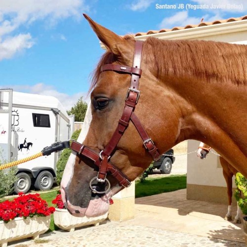 CABEZADA VIENA CON FRANCALETES