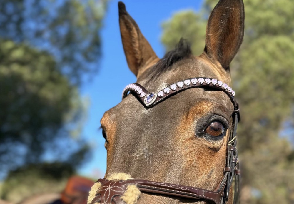 FRONTALERA WHISPERER CLUB