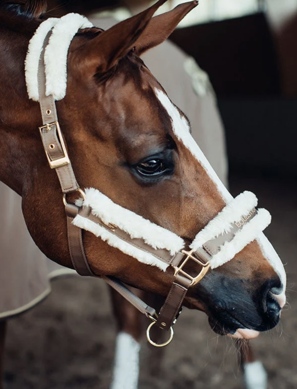 CABEZADA EQUESTRIAN STOCKHOLM CHAMPAGNE