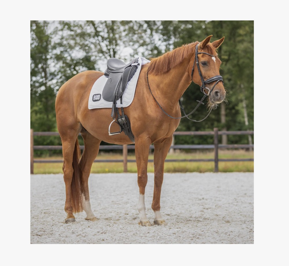 SADDLE PAD NUMBER QHP
