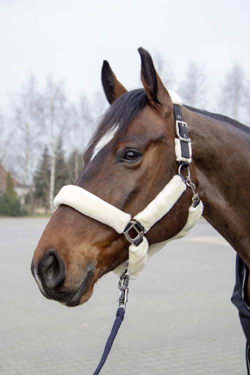 CABEZADA CUADRA TEDDY HKM 2