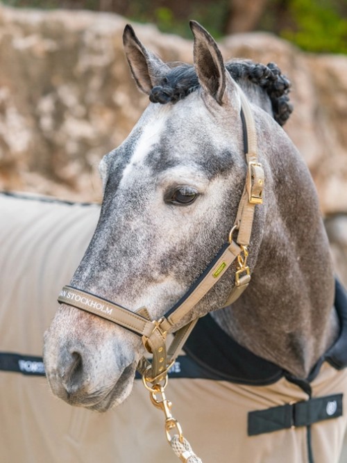CABEZADA CHANTELLE EQUESTRIAN STOCKHOLM 2