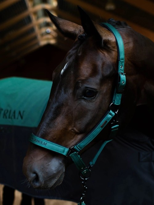 CABEZADA SYCAMORE GREEN EQUESTRIAN STOCKHOLM 2