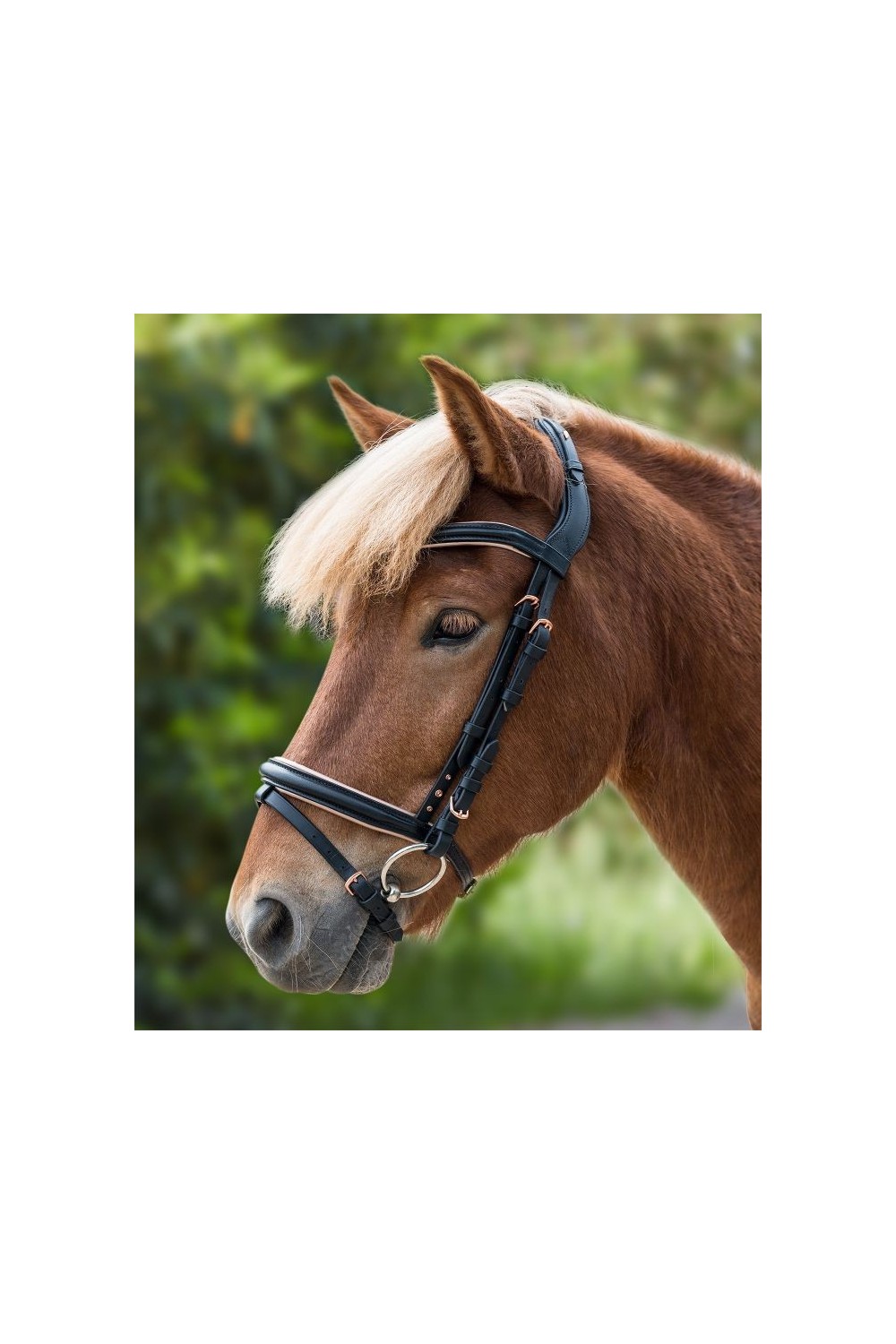 CABEZADA ISLAND ROSE WALDHAUSEN