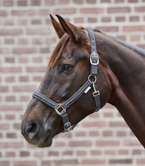 CABEZADA DE CUADRA CRYSTAL WALDHAUSEN