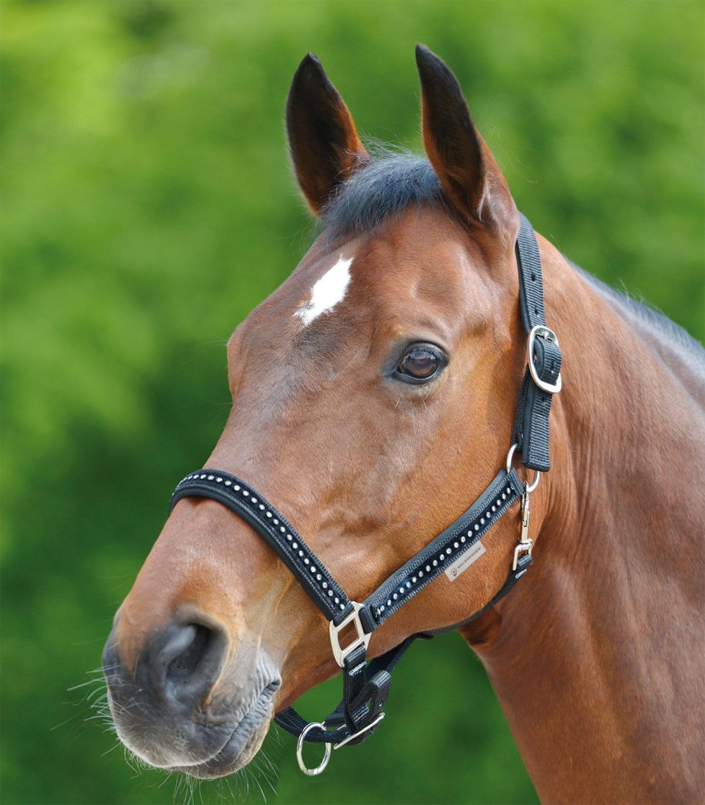 CABEZADA DE CUADRA CRYSTAL WALDHAUSEN
