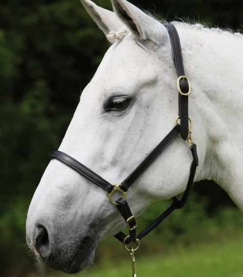 CABEZADA CUADRA CUERO STAR ROBUST WALDHAUSEN 2