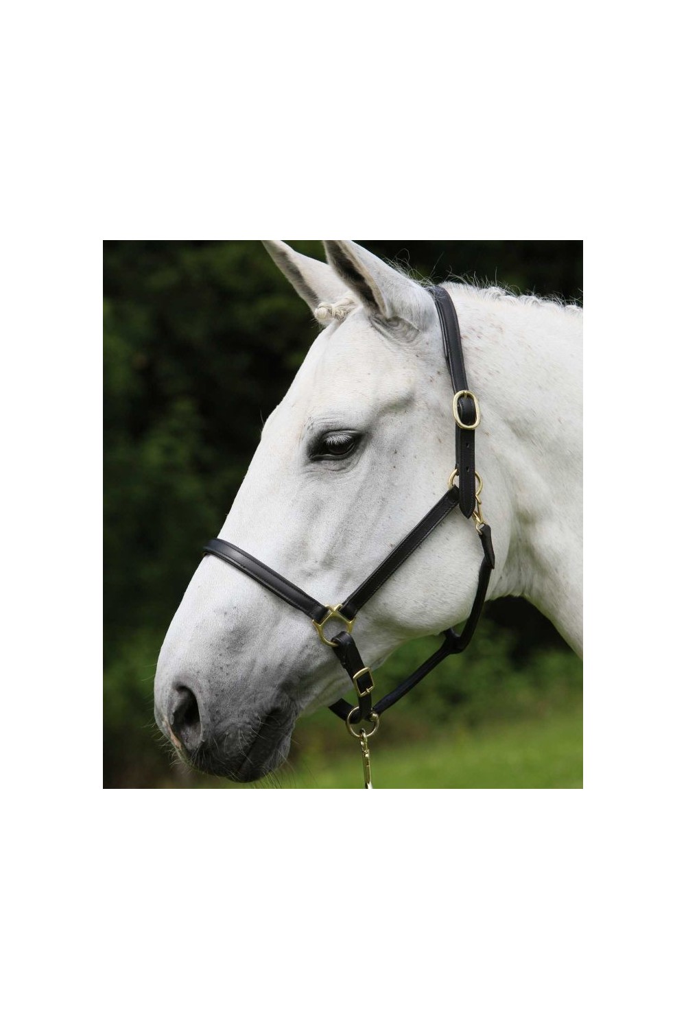 CABEZADA CUADRA CUERO STAR ROBUST WALDHAUSEN