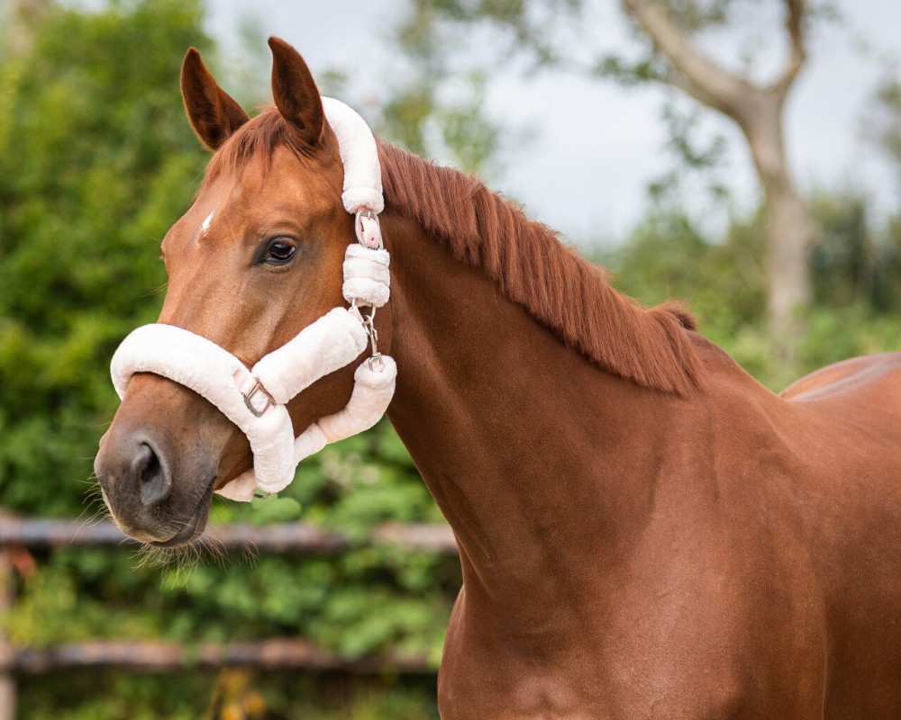 CABEZADA CUADRA ALASKA QHP