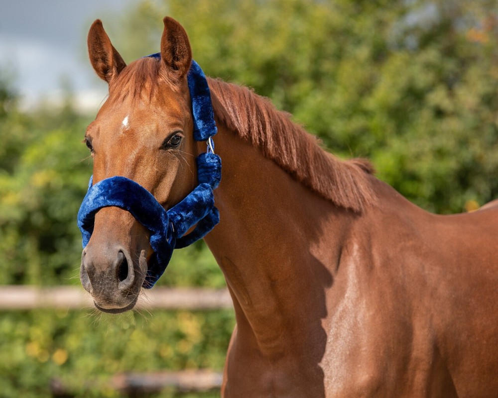 CABEZADA CUADRA ALASKA QHP