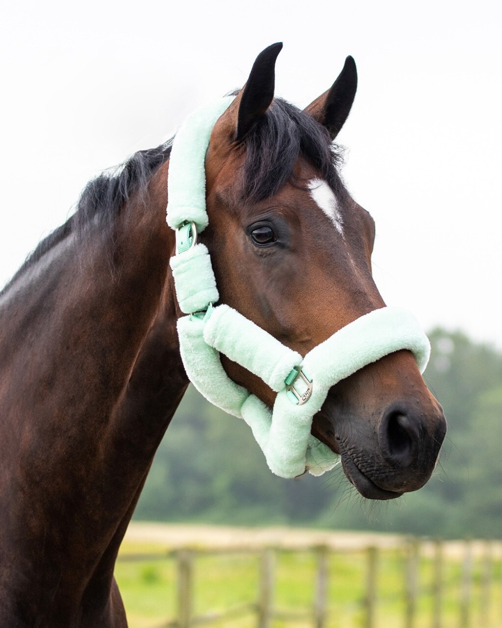 CABEZADA CUADRA ALASKA QHP