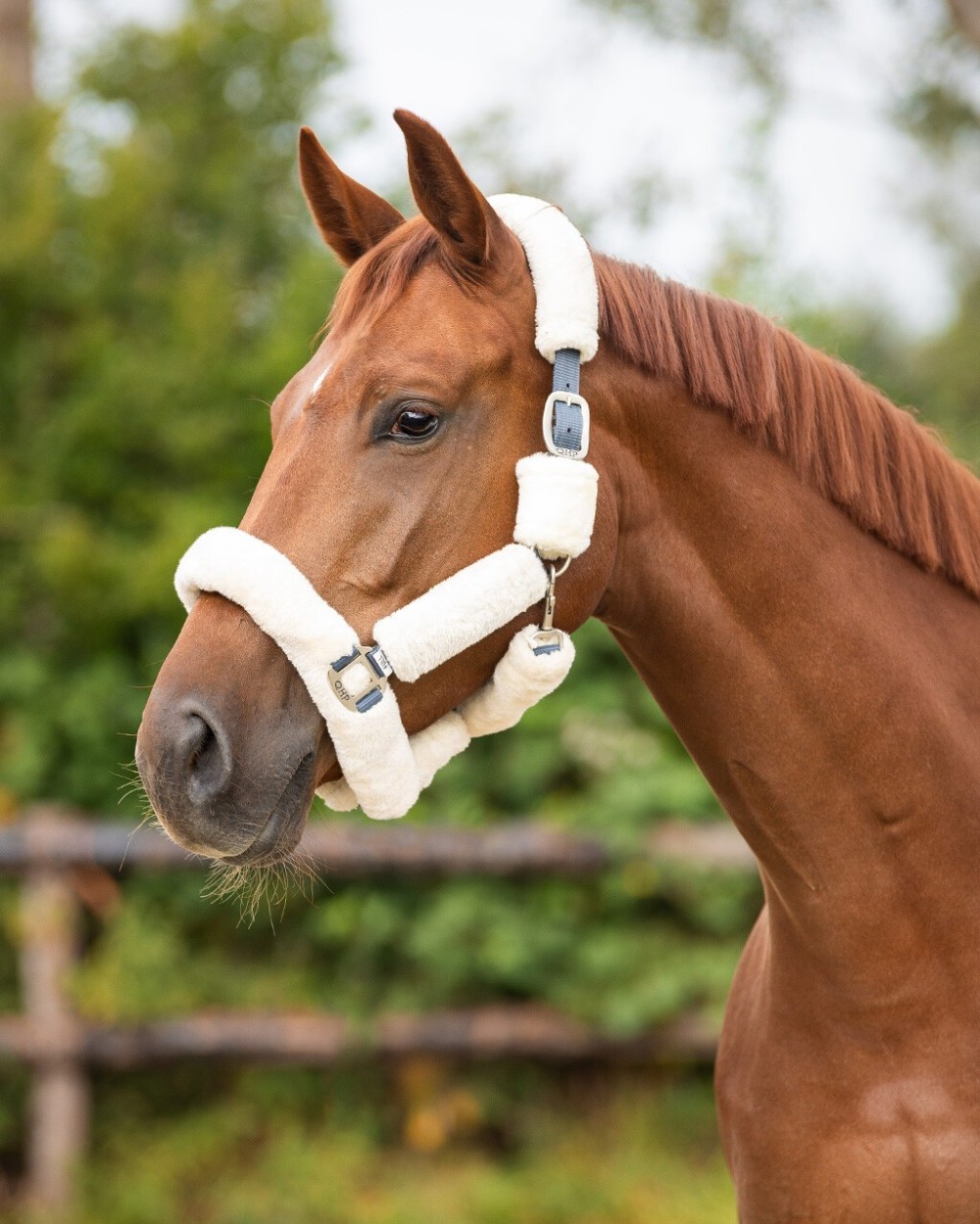 CABEZADA CUADRA ALASKA QHP
