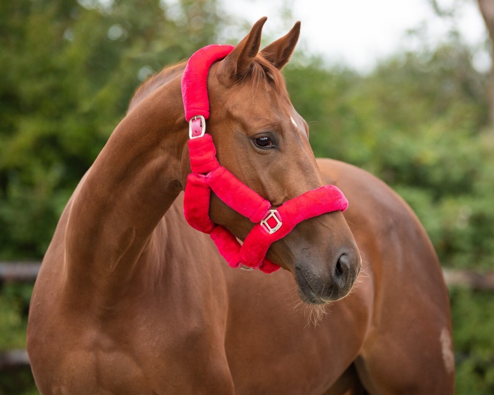 CABEZADA CUADRA ALASKA QHP