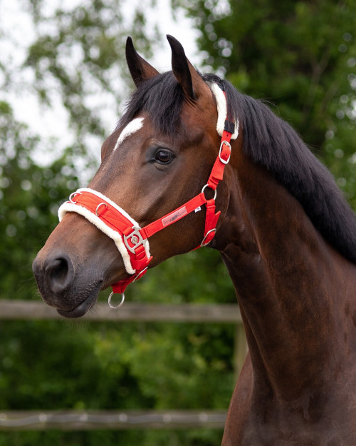 CABEZADA PARA DAR CUERDA CAVESSON QHP 2