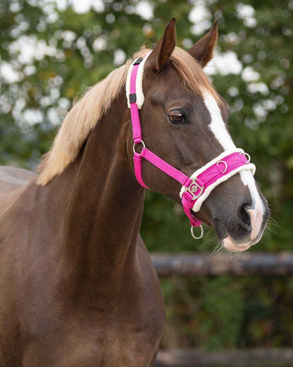 CABEZADA PARA DAR CUERDA CAVESSON QHP