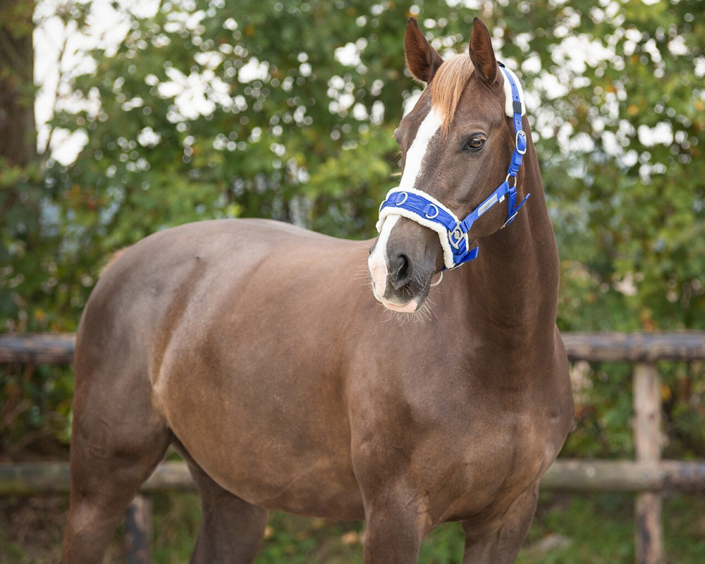 CABEZADA PARA DAR CUERDA CAVESSON QHP