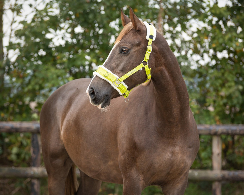 CABEZADA PARA DAR CUERDA CAVESSON QHP