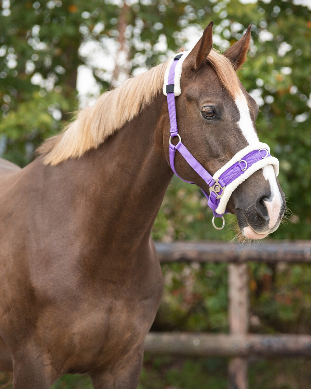 CABEZADA PARA DAR CUERDA CAVESSON QHP