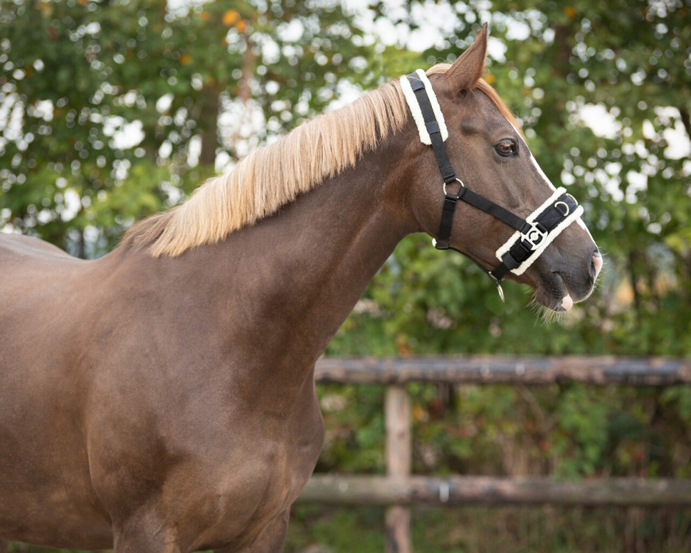 CABEZADA PARA DAR CUERDA CAVESSON QHP