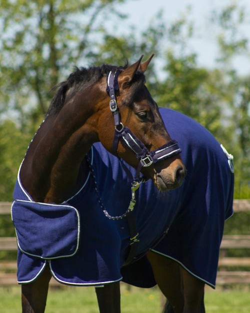 CABEZADA SET DOLCI QHP 2