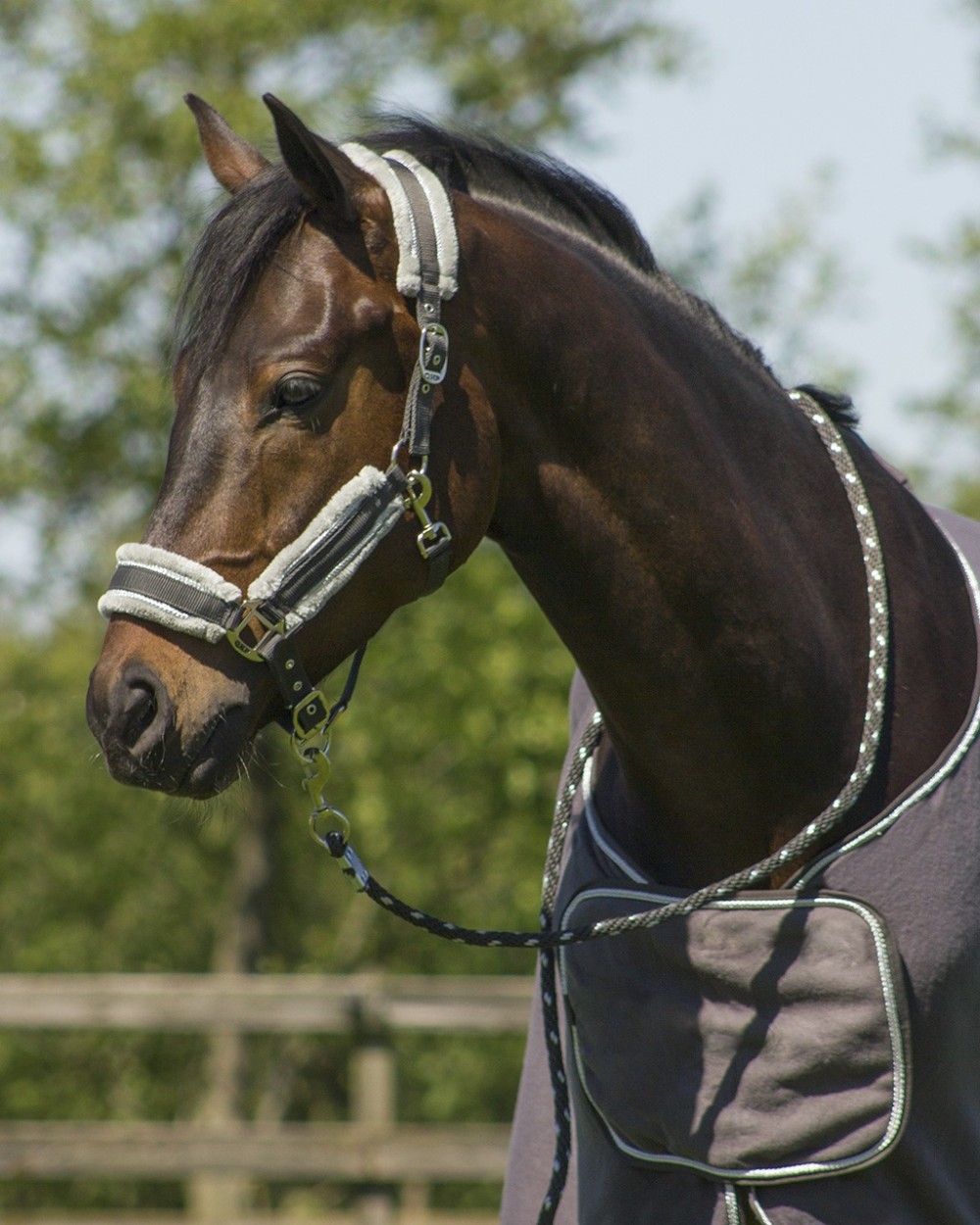 CABEZADA SET DOLCI QHP