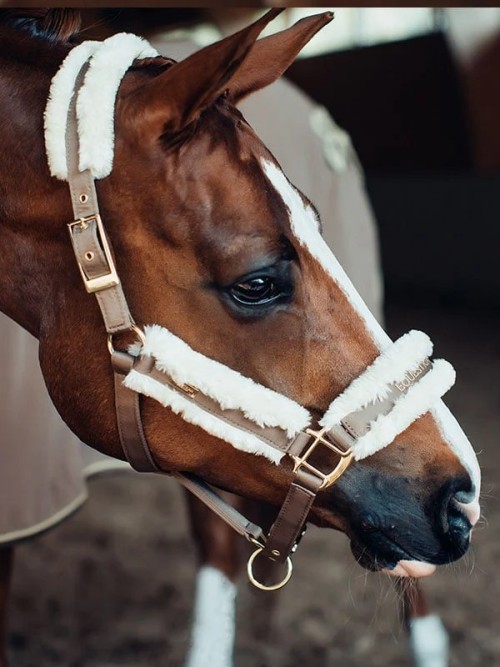 CABEZADA CHAMPAGNE EQUESTRIAN STOCKHOLM 2