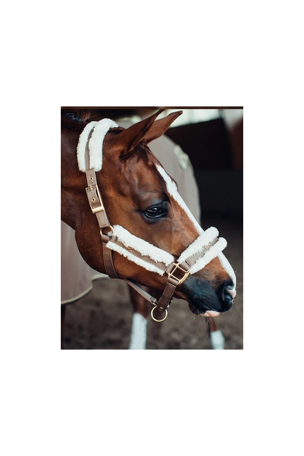 CABEZADA CHAMPAGNE EQUESTRIAN STOCKHOLM