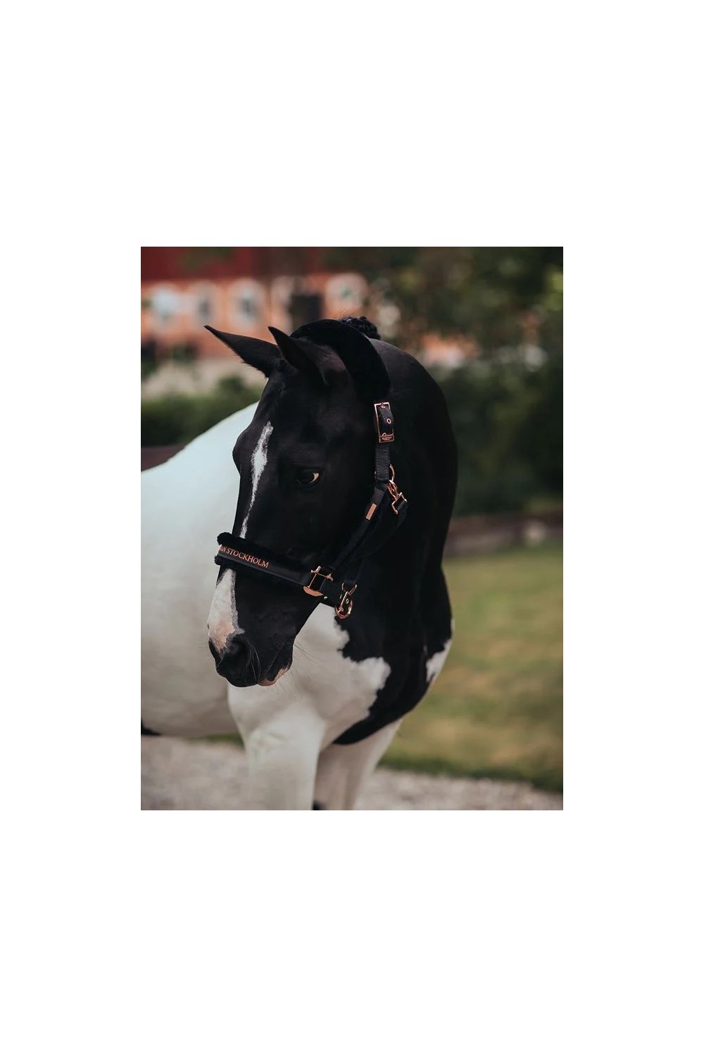 CABEZADA DARK SKY EQUESTRIAN STOCKHOLM