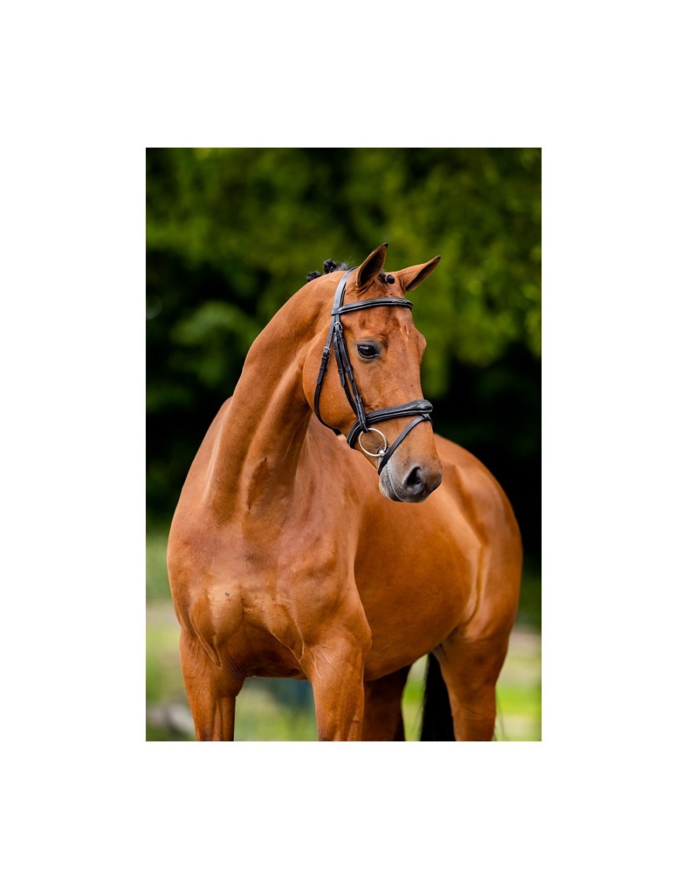 CABEZADA CHELTENHAM BR