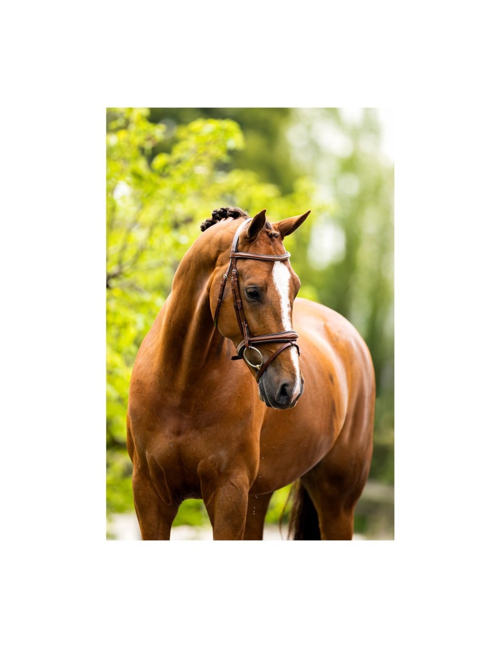 CABEZADA CHELTENHAM BR