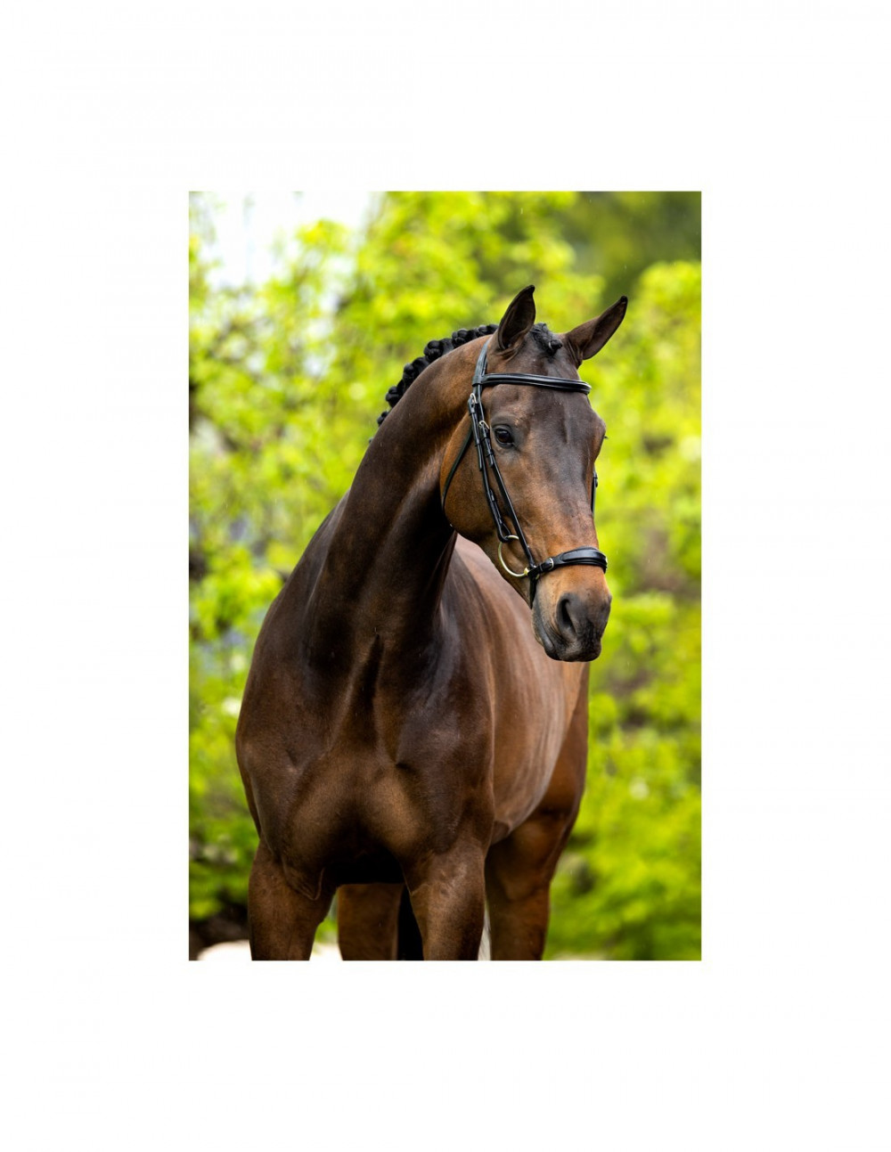 CABEZADA THURNHAM BR