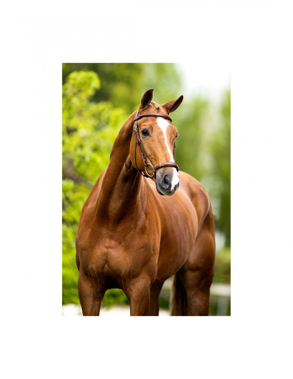 CABEZADA THURNHAM BR