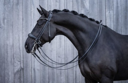 CABEZADA DOBLE GRACE HKM 2